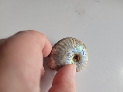 opalizes ammonite fossile spiral shell
